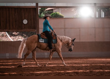 American Quarter Horse, Wallach, 5 Jahre, 154 cm, Palomino