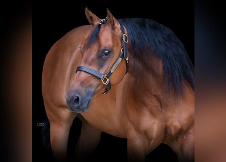American Quarter Horse, Wallach, 5 Jahre, 155 cm, Brauner