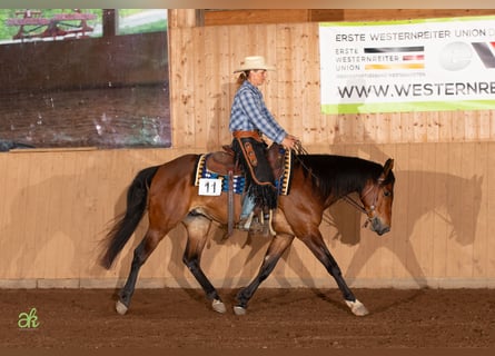 American Quarter Horse, Wallach, 5 Jahre, 155 cm, Brauner