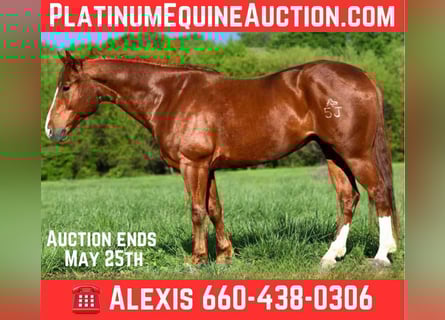 American Quarter Horse, Wallach, 5 Jahre, 155 cm, Dunkelfuchs
