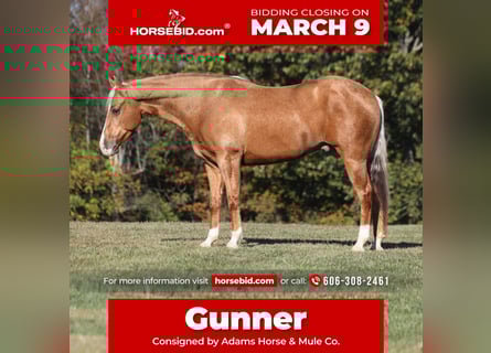 American Quarter Horse, Wallach, 5 Jahre, 155 cm, Palomino