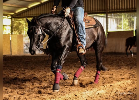 American Quarter Horse, Wallach, 5 Jahre, 155 cm, Rappe