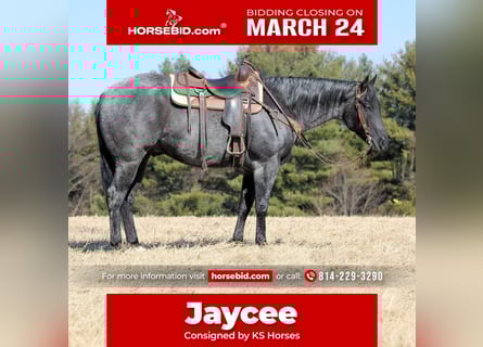 American Quarter Horse, Wallach, 5 Jahre, 155 cm, Roan-Blue