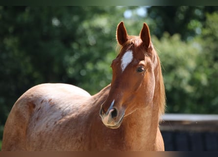 American Quarter Horse, Wallach, 5 Jahre, 155 cm, Roan-Red