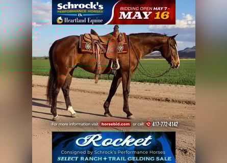 American Quarter Horse, Wallach, 5 Jahre, 155 cm, Rotbrauner
