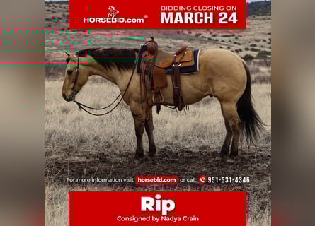 American Quarter Horse, Wallach, 5 Jahre, 155 cm