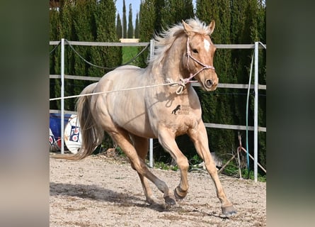 American Quarter Horse, Wallach, 5 Jahre, 156 cm, Palomino