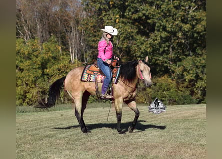 American Quarter Horse, Wallach, 5 Jahre, 157 cm, Buckskin