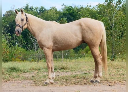 American Quarter Horse, Wallach, 5 Jahre, 157 cm, Palomino
