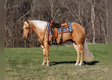 American Quarter Horse, Wallach, 5 Jahre, 157 cm, Palomino