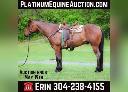 American Quarter Horse, Wallach, 5 Jahre, 157 cm, Roan-Bay