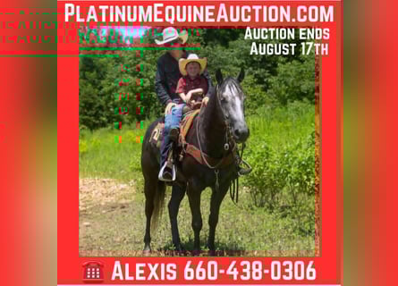 American Quarter Horse, Wallach, 5 Jahre, 157 cm, Schimmel