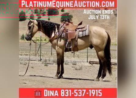 American Quarter Horse, Wallach, 5 Jahre, 160 cm, Buckskin