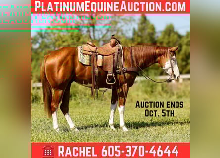 American Quarter Horse, Wallach, 5 Jahre, 160 cm, Dunkelfuchs