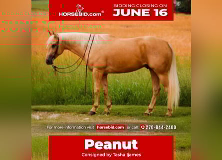 American Quarter Horse, Wallach, 5 Jahre, 160 cm, Palomino