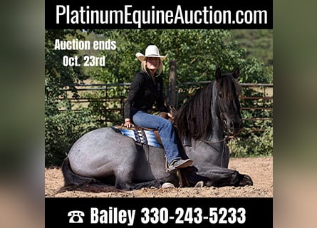 American Quarter Horse, Wallach, 5 Jahre, 165 cm, Roan-Blue