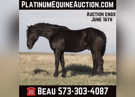 American Quarter Horse, Wallach, 5 Jahre, 168 cm, Rappe