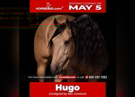 American Quarter Horse, Wallach, 5 Jahre, Buckskin