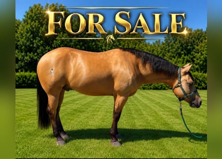 American Quarter Horse, Wallach, 5 Jahre, Buckskin