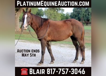 American Quarter Horse, Wallach, 5 Jahre, Dunkelfuchs