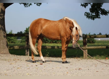 American Quarter Horse, Wallach, 5 Jahre, Palomino