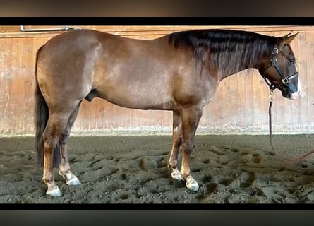 American Quarter Horse, Wallach, 5 Jahre, Red Dun