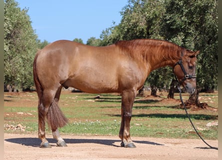 American Quarter Horse, Wallach, 5 Jahre, Red Dun