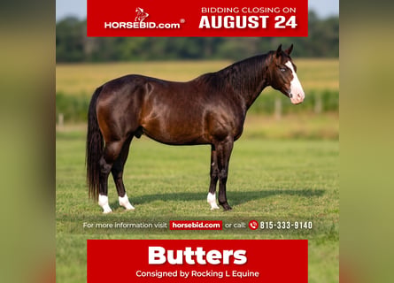 American Quarter Horse, Wallach, 5 Jahre, Roan-Bay