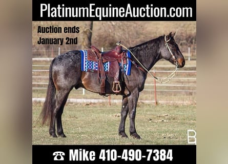 American Quarter Horse, Wallach, 5 Jahre, Roan-Bay