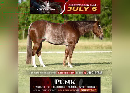 American Quarter Horse, Wallach, 5 Jahre, Roan-Red