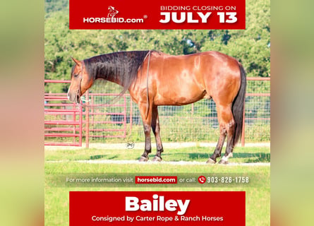 American Quarter Horse, Wallach, 5 Jahre, Rotbrauner