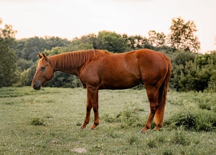 American Quarter Horse, Wallach, 5 Jahre, Rotfuchs