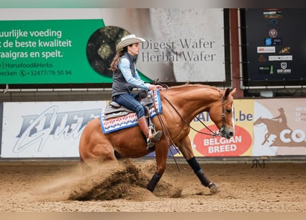 American Quarter Horse, Wallach, 5 Jahre, Rotfuchs