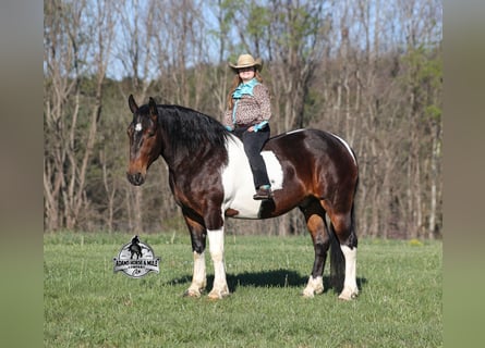 American Quarter Horse, Wallach, 5 Jahre, Tobiano-alle-Farben