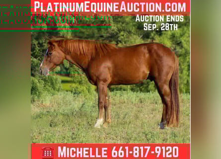 American Quarter Horse, Wallach, 6 Jahre, 130 cm, Dunkelfuchs