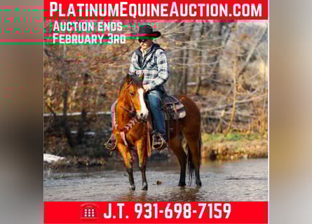 American Quarter Horse, Wallach, 6 Jahre, 130 cm, Rotbrauner