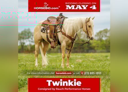 American Quarter Horse, Wallach, 6 Jahre, 142 cm, Palomino