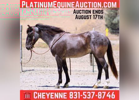 American Quarter Horse, Wallach, 6 Jahre, 142 cm, Roan-Blue