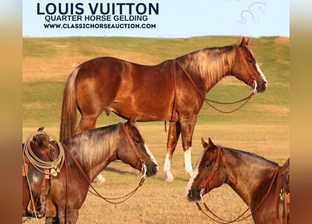 American Quarter Horse, Wallach, 6 Jahre, 142 cm, Rotfuchs