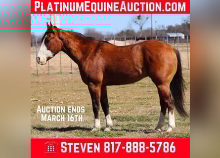 American Quarter Horse, Wallach, 6 Jahre, 145 cm, Falbe