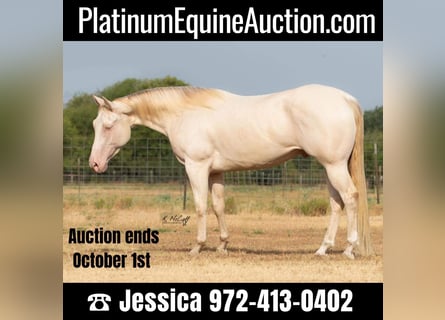 American Quarter Horse, Wallach, 6 Jahre, 147 cm, Perlino