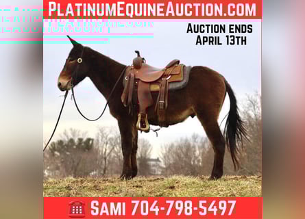 American Quarter Horse, Wallach, 6 Jahre, 147 cm, Rotbrauner