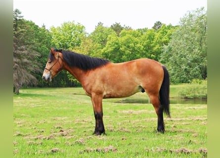 American Quarter Horse, Wallach, 6 Jahre, 147 cm, Rotbrauner