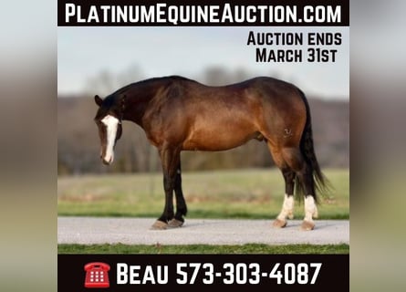 American Quarter Horse, Wallach, 6 Jahre, 147 cm, Rotbrauner