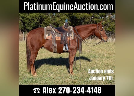 American Quarter Horse, Wallach, 6 Jahre, 147 cm, Rotfuchs