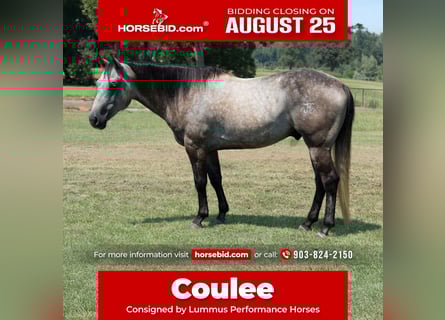 American Quarter Horse, Wallach, 6 Jahre, 147 cm, Schimmel