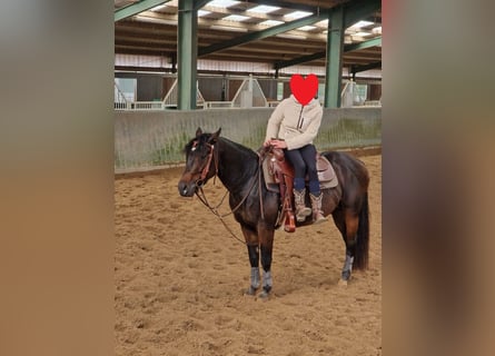 American Quarter Horse, Wallach, 6 Jahre, 148 cm, Brauner