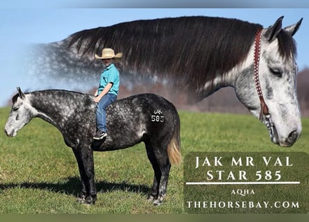 American Quarter Horse, Wallach, 6 Jahre, 150 cm, Apfelschimmel