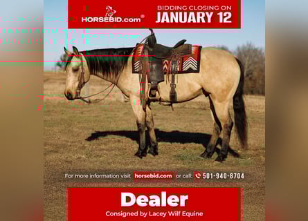 American Quarter Horse, Wallach, 6 Jahre, 150 cm, Buckskin