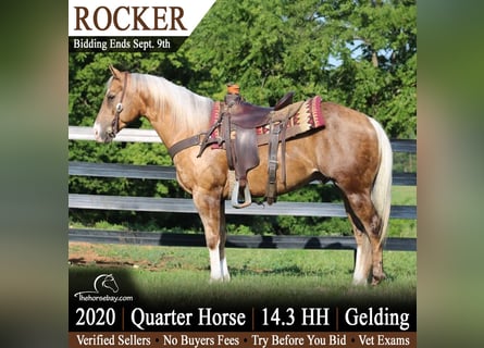 American Quarter Horse, Wallach, 6 Jahre, 150 cm, Palomino